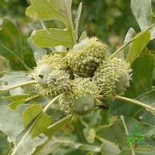 Bur x Gambel "Early" Hybrid Oak - Morse Nursery