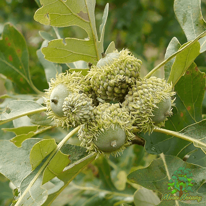 Bur x Gambel "Early" Hybrid Oak - Morse Nursery