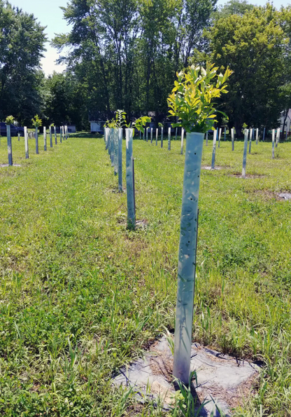 Big Rack Bundle |18"-36"| 10 Trees + Kits!