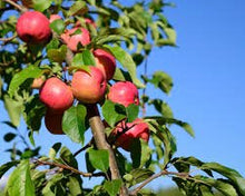 Chestnut Crabapple - Morse Nursery