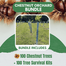 Chestnut Orchard Bundle - 100 Trees + Kits! - Morse Nursery