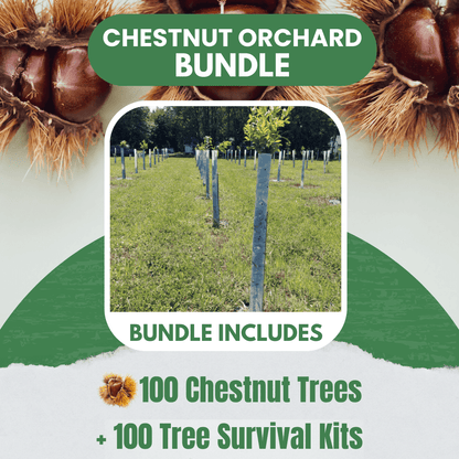 Chestnut Orchard Bundle - 100 Trees + Kits! - Morse Nursery