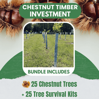 Chestnut Timber Investment Bundle - 25 Trees + Kits! - Morse Nursery