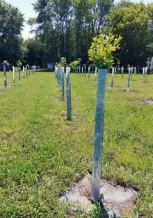 Chestnut Timber Investment Bundle - 25 Trees + Kits! - Morse Nursery