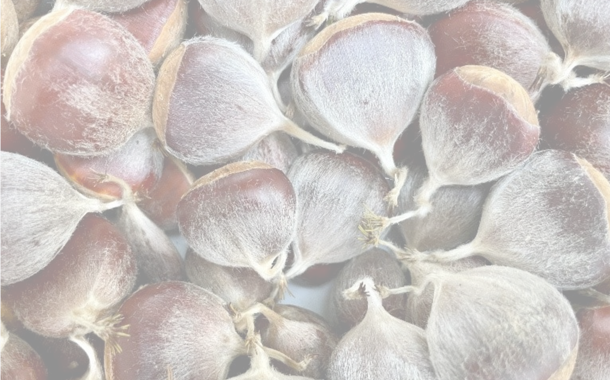 Spell Chestnut Chestnut Trees | #1 Food Source for Wildlife – Page 2 – Morse Nursery