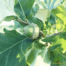 Concordia Hybrid Oak - Morse Nursery