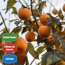 Deer Candy (Oct) Persimmon - Morse Nursery
