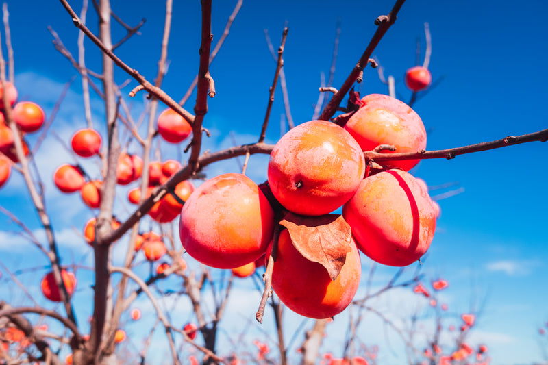 Persimmons