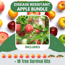 Disease Resistant Apple Bundle |18" - 36"| 10 Trees + Kits - Morse Nursery