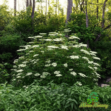 Elderberry - Morse Nursery
