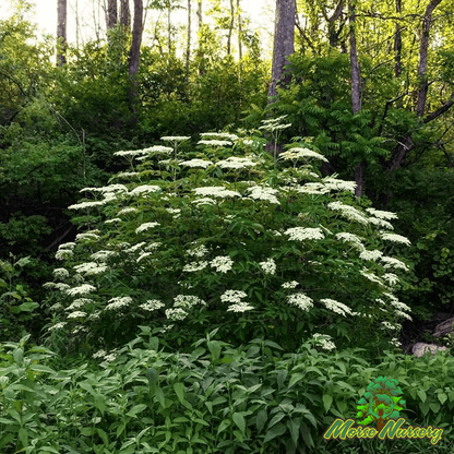 Elderberry - Morse Nursery