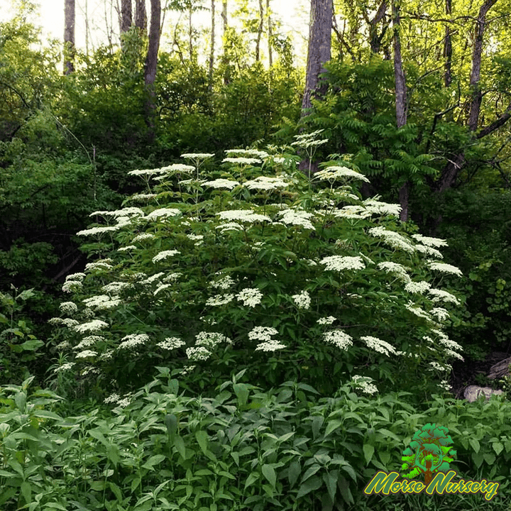 Elderberry - Morse Nursery