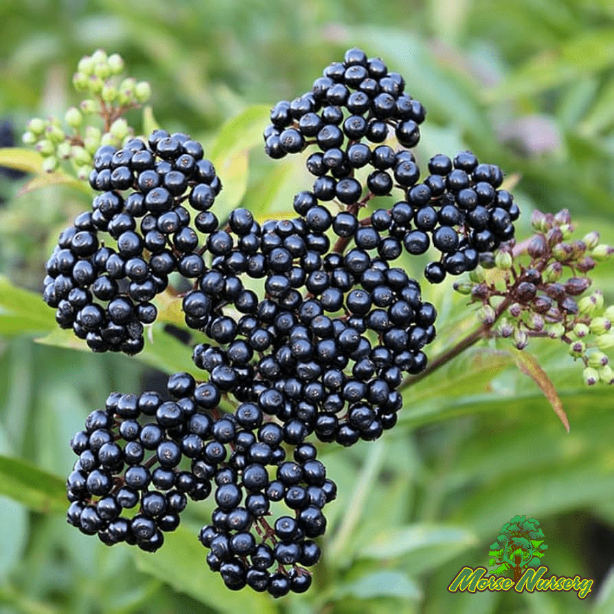 Elderberry - Morse Nursery