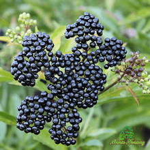 Elderberry - Morse Nursery