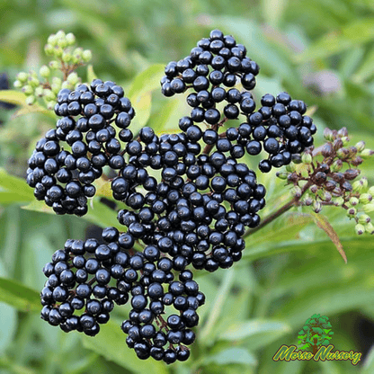 Elderberry - Morse Nursery
