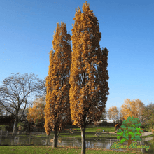English Fastigate Hybrid Oak - Morse Nursery