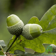 English Wide Hybrid Oak - Morse Nursery