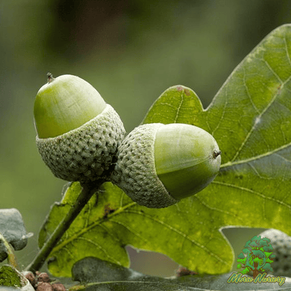 English Wide Hybrid Oak - Morse Nursery