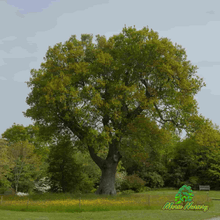 English Wide Hybrid Oak - Morse Nursery