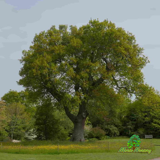English Wide Hybrid Oak