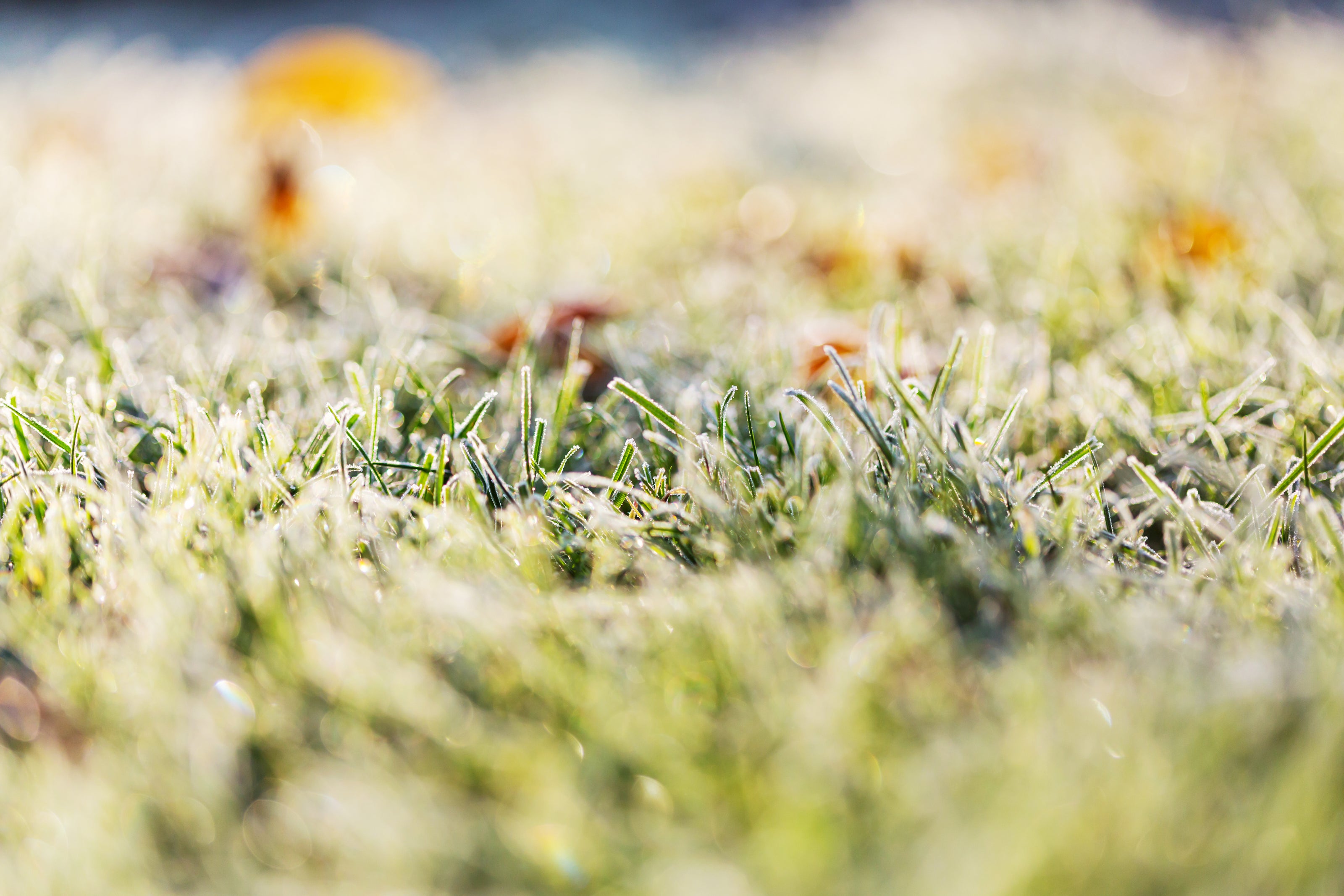 Frost seeding clover for Deer