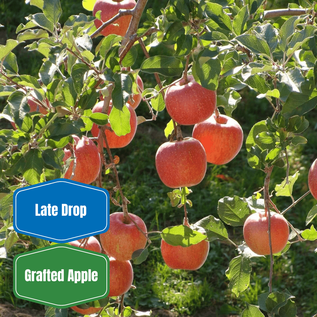 Fuji Apple - Morse Nursery