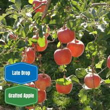 Fuji Apple - Morse Nursery