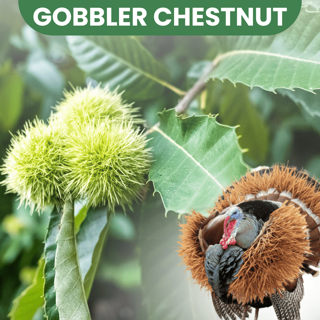 Gobbler Chestnut - Morse Nursery