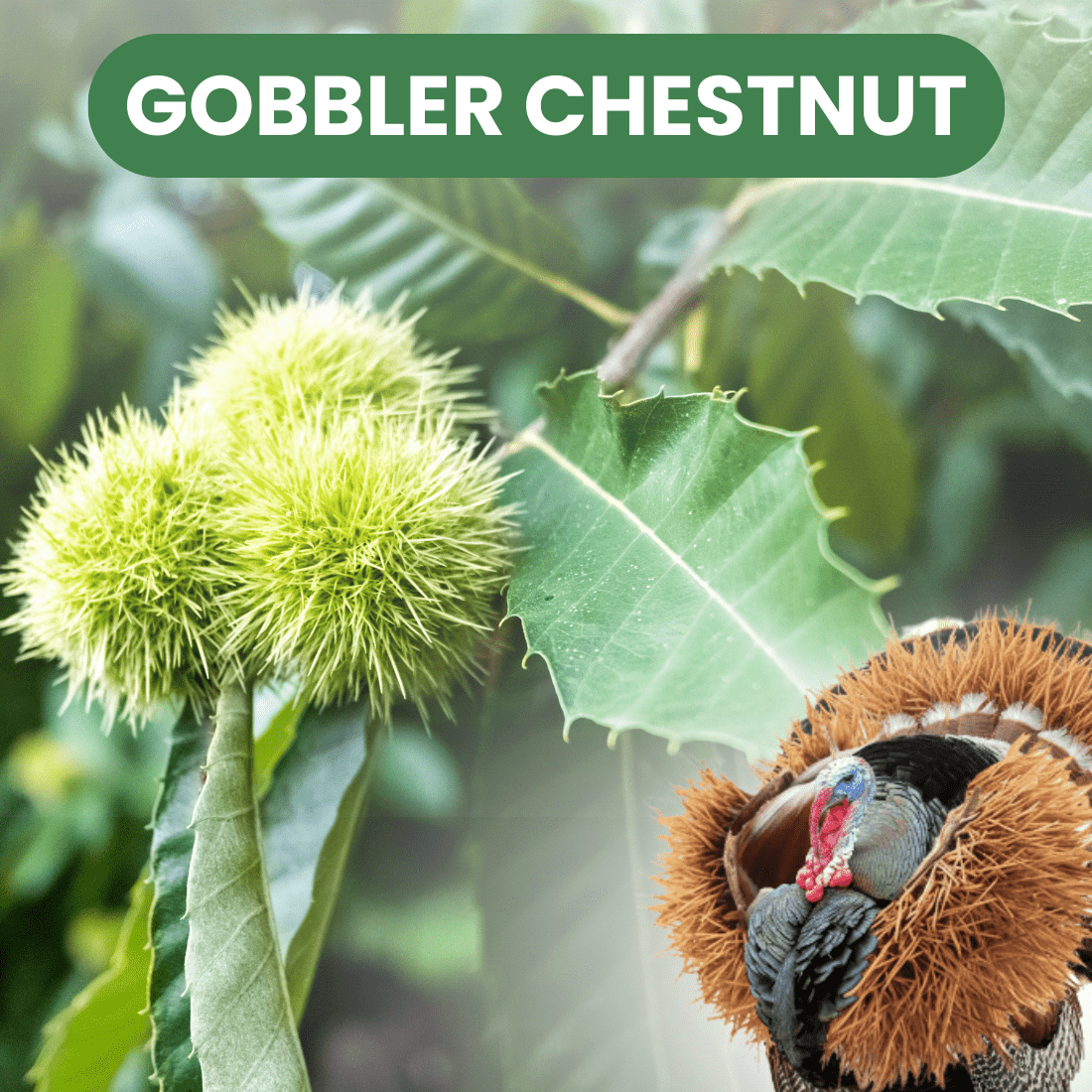 Gobbler Chestnut - Hybrid Chestnut - Chestnut For Turkey – Morse Nursery