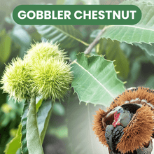 Gobbler Chestnut - Morse Nursery