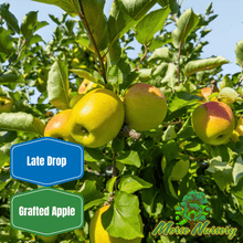 Gold Rush Apple - Morse Nursery
