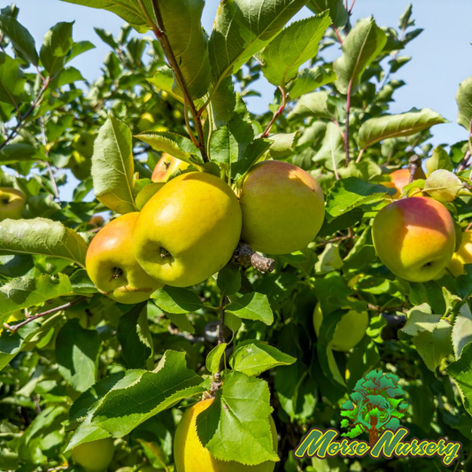 Gold Rush Apple