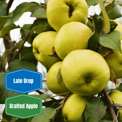Golden Delicious Apple - Morse Nursery