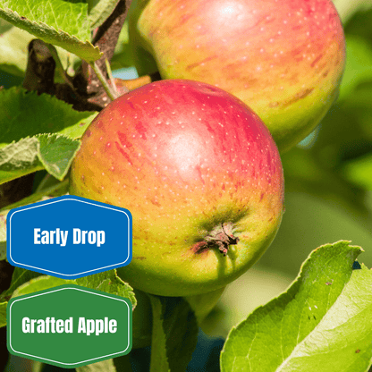Honeycrisp Apple - Morse Nursery