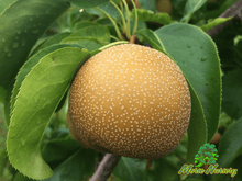 Hybrid Pear - Morse Nursery