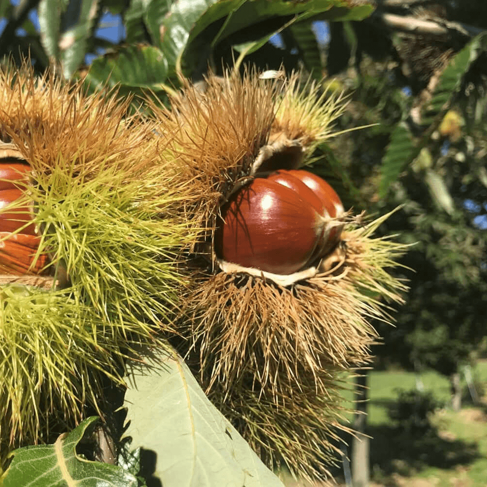 blight resistant hybrid chestnuts in husk on tree ready for harvest. whiletail deer food