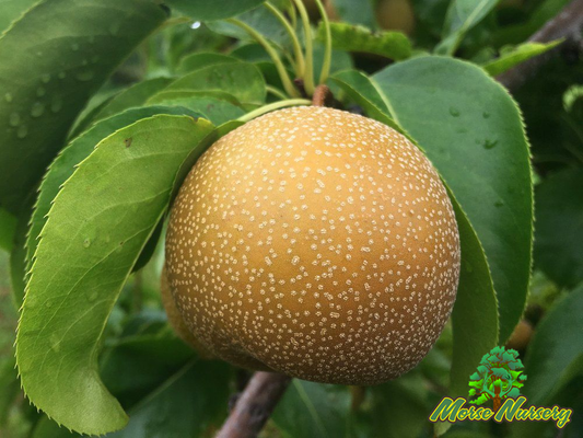 Hybrid Pear