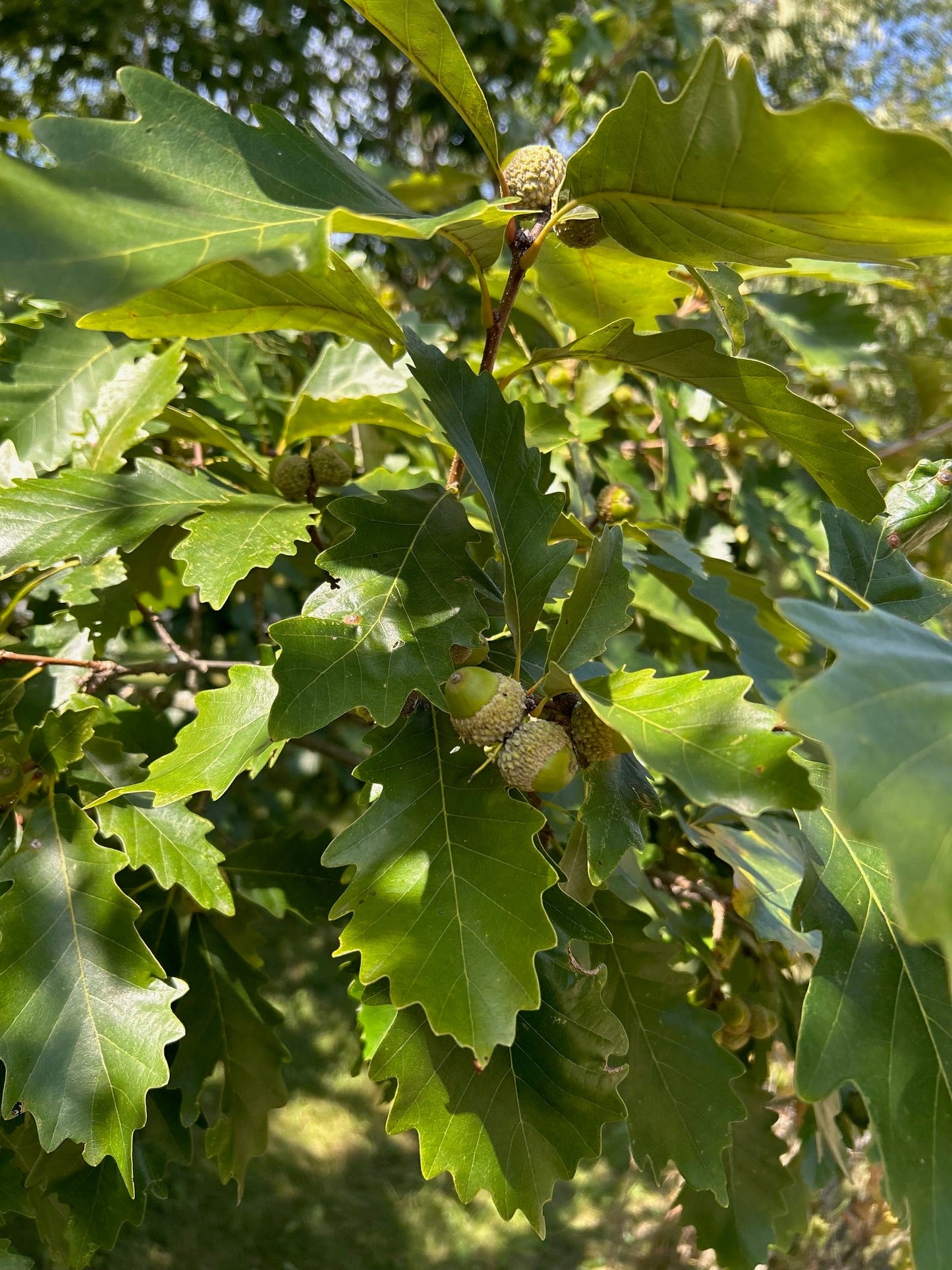 Jack Oak leaves and Acorns