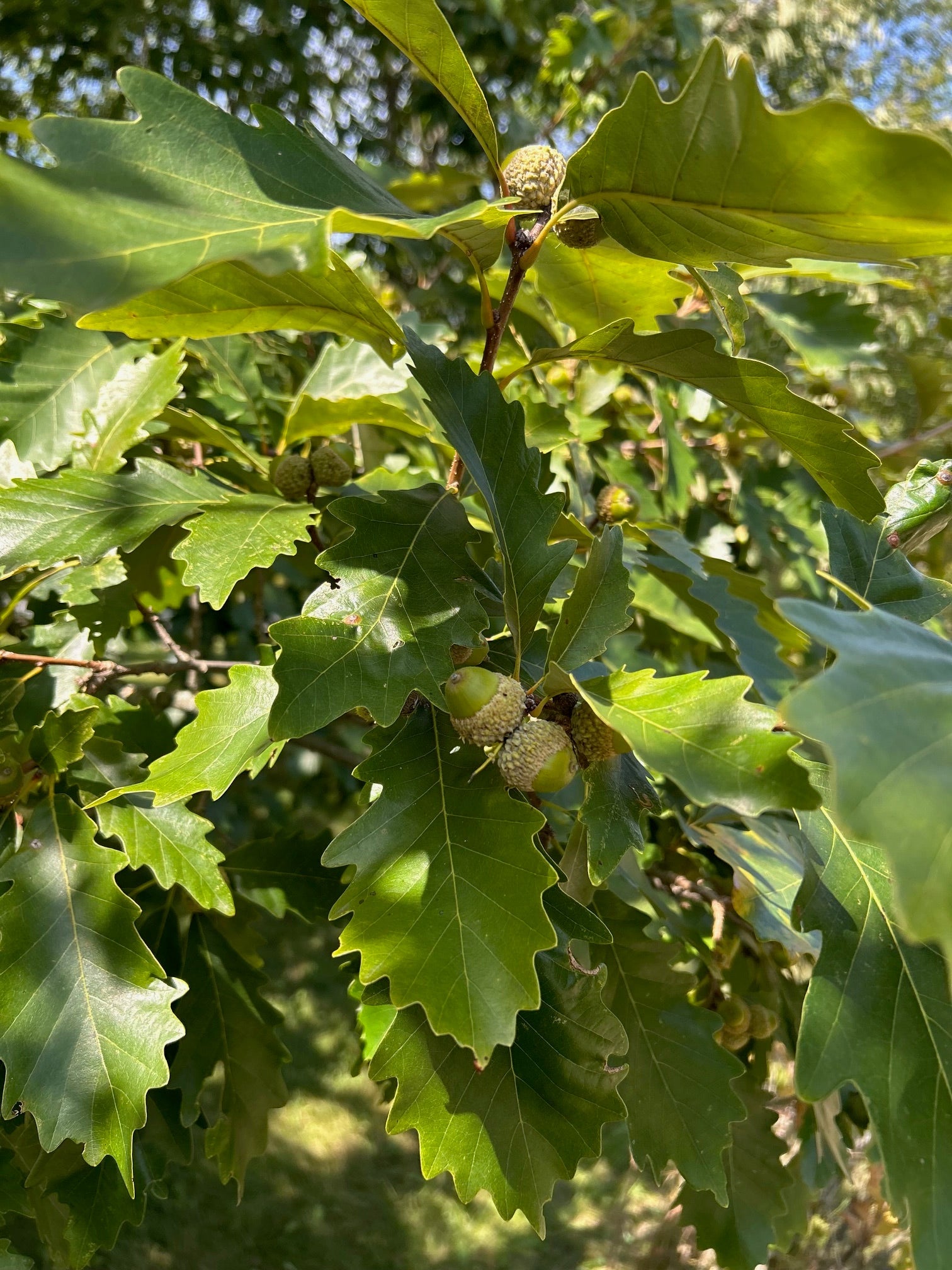 Jack Oak leaves and Acorns