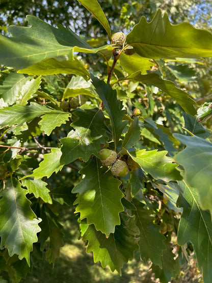 Jack Oak leaves and Acorns