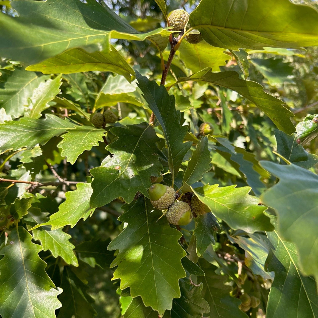 Jack Hybrid Oak Acorns