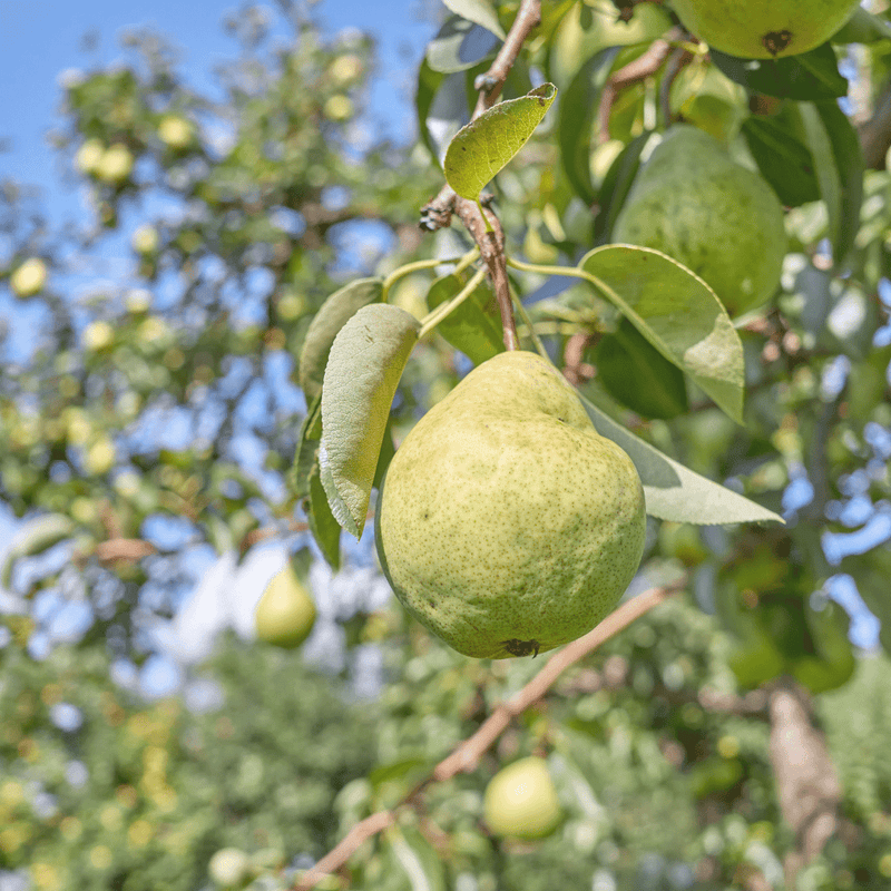 Pears