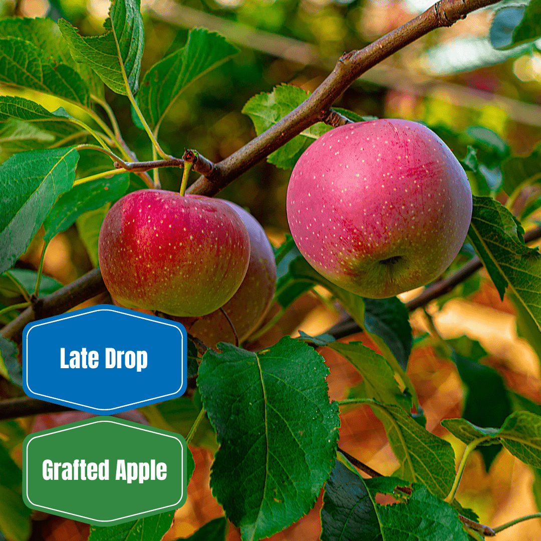 Liberty Apple Tree - Morse Nursery