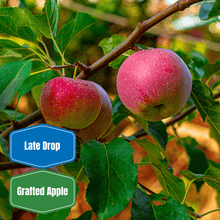Liberty Apple Tree - Morse Nursery
