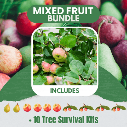 Mixed Fruit Tree Bundle |18" - 36"| 10 Trees + Kits - Morse Nursery