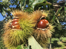 Hybrid Chestnuts husk opening and exposing the chestnut seed. Deer waiting to eat. high definition photo. 