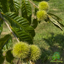 September Drop American Hybrid Chestnut Tree - Morse Nursery