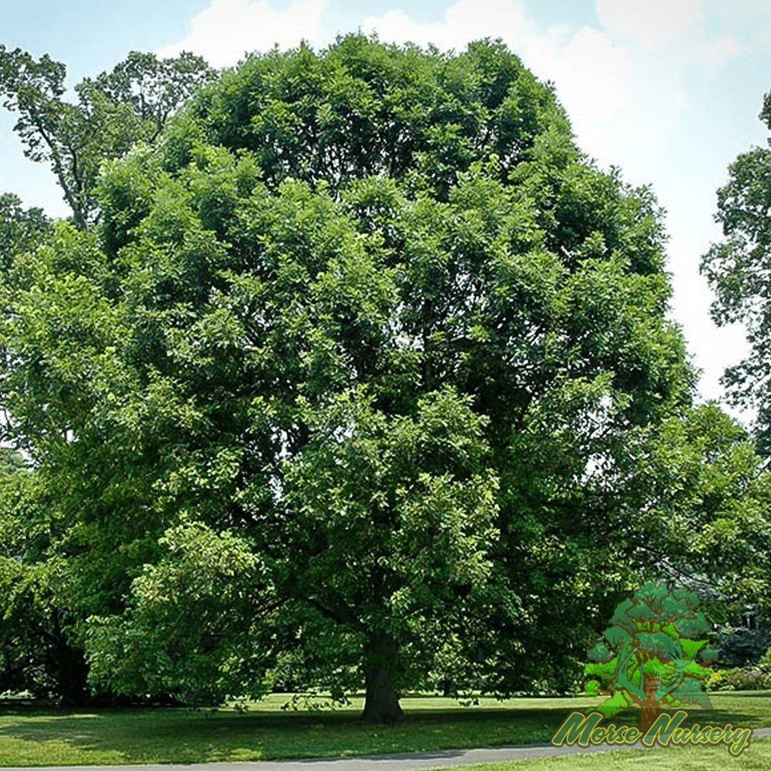 Morse Hybrid White Oak - Morse Nursery