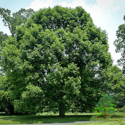 Morse Hybrid White Oak - Morse Nursery