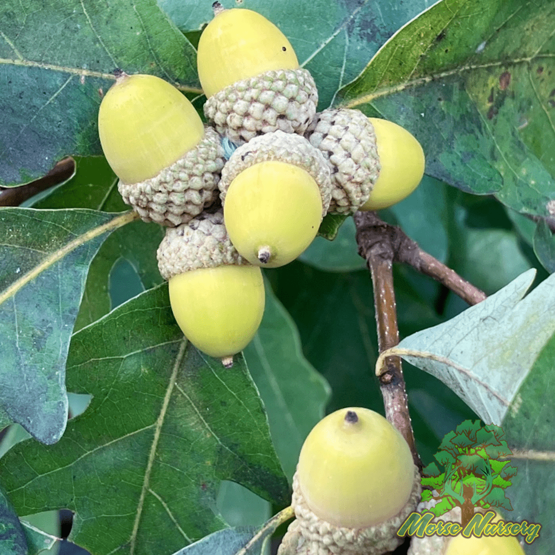Morse Hybrid White Oak - Morse Nursery